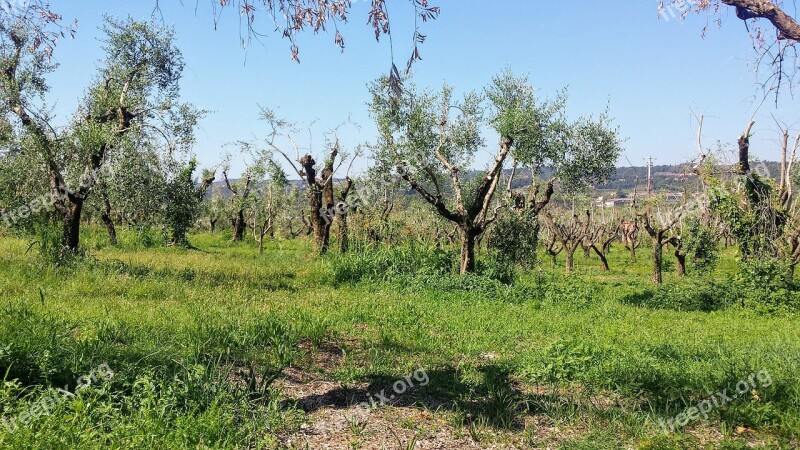 Landscape Trees Italy Tree Nature