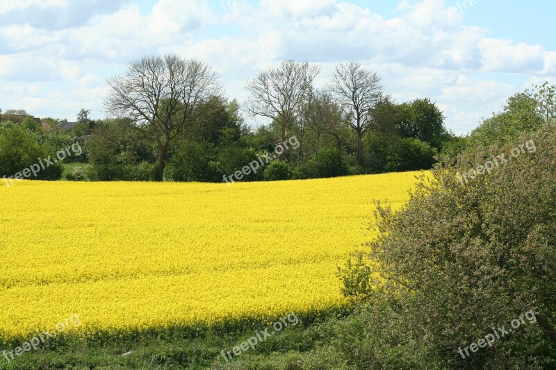 Oilseed Rape Field Nature Landscape Field Of Rapeseeds