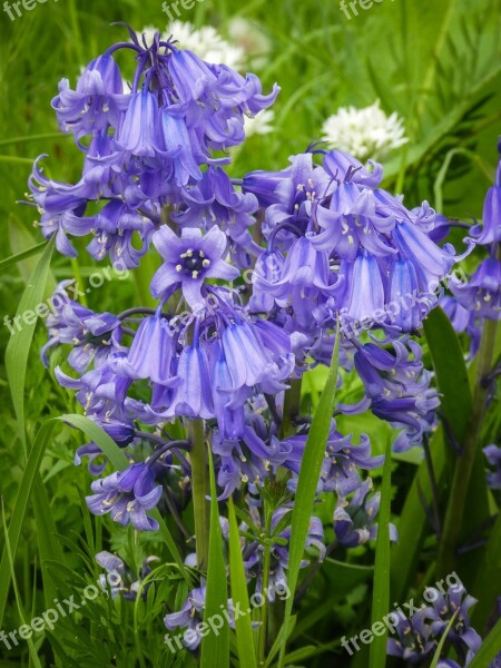 Bluebells Wildflower Spring Plant Meadow