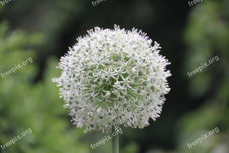 Ornamental Onion White Allium Free Photos