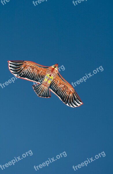 Wind Bird Eagle Nature Blue