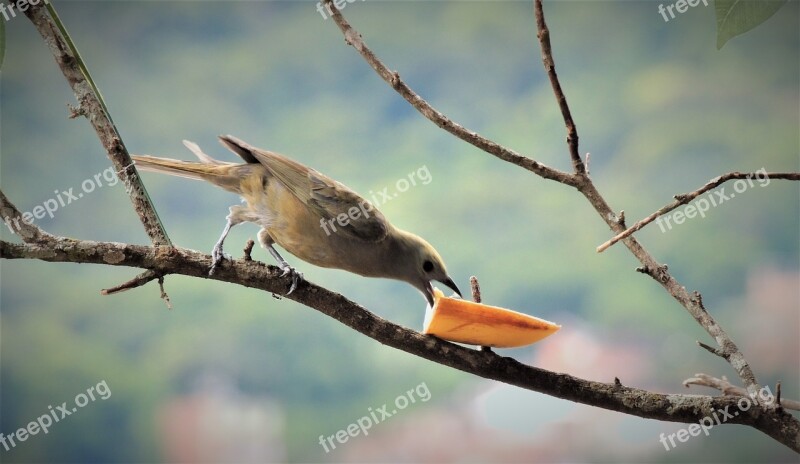 Tanager Eating Branch Pardo Coconut Tree