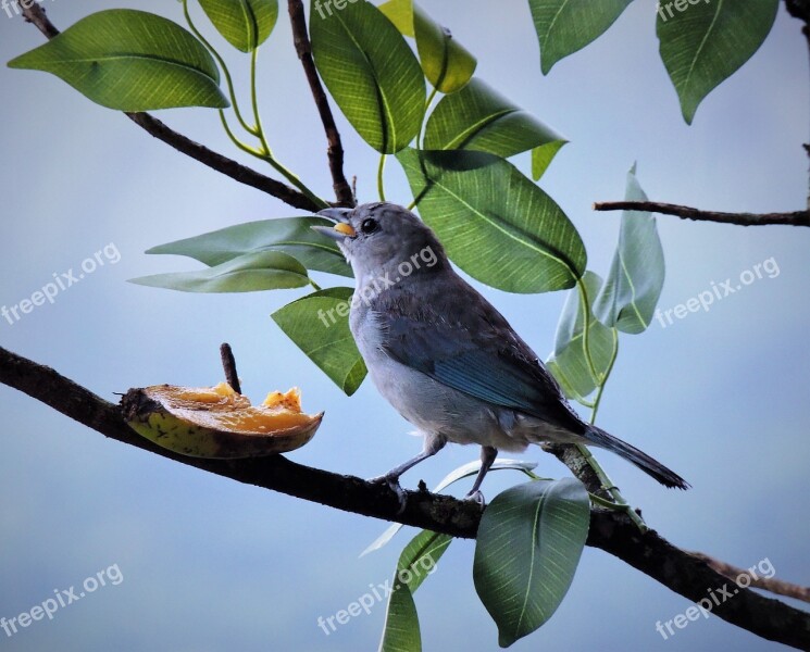 Tanager Gray Bird Azure Grey Eating