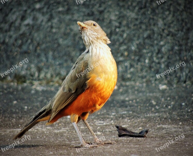 Thrush Orange Tree Tropical Bird On The Floor Looking