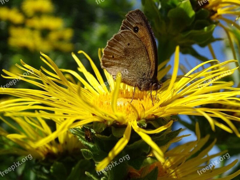 Meadow Brown Butterfly Edelfalter Alantblüte Real Alant