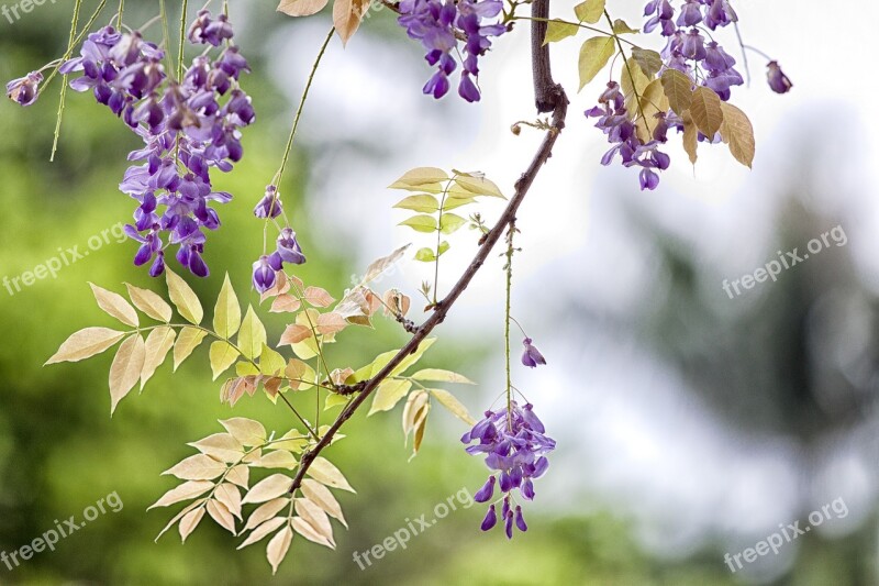 Flower Wisteria Spring Free Photos