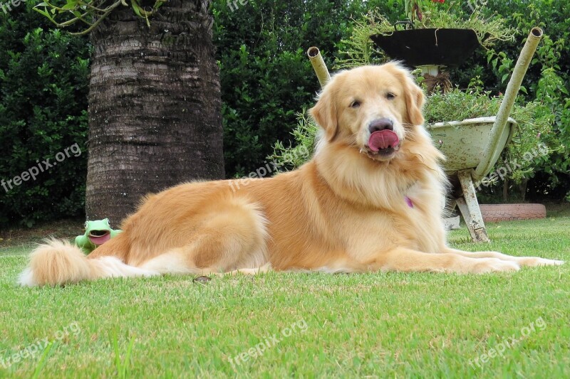 Dog Language Golden Retriever Race Animal