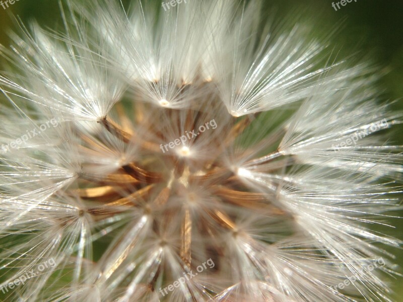 Flower White Nature Plant Blow