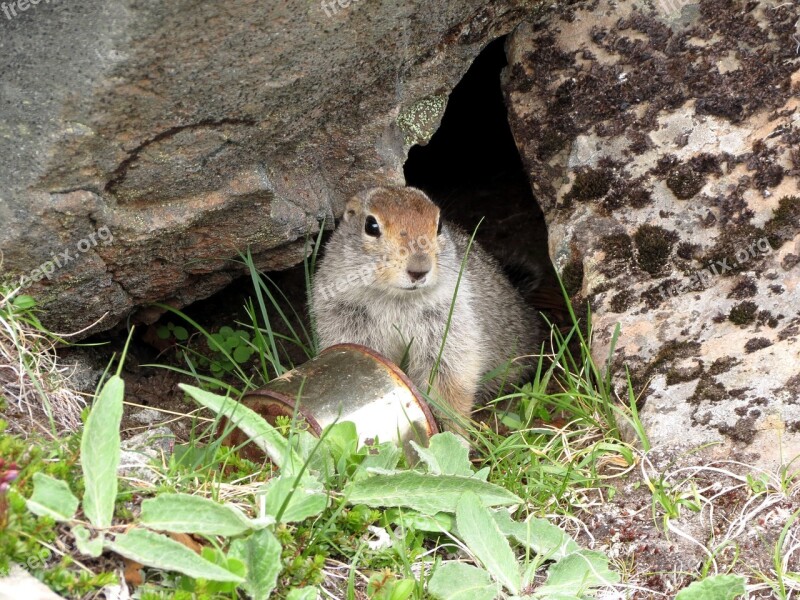 The Ground Gopher Rodent Wild Animal Nora