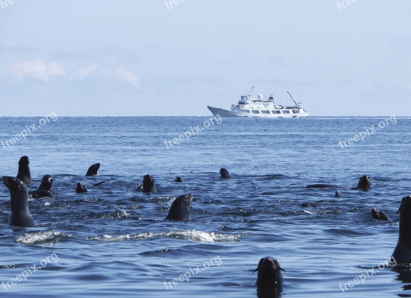 Navy Seals Rookery Sea Harem Sea ​​stones