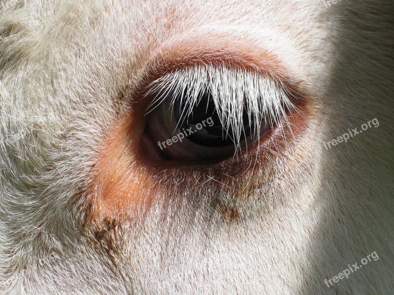 Cow Eye Eyelashes Close Up Animal