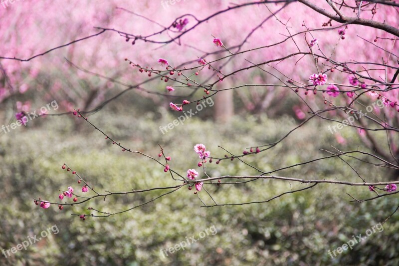 Plum Blossom Ink China Wind Sparse Shadow Crosswise Artistic Conception