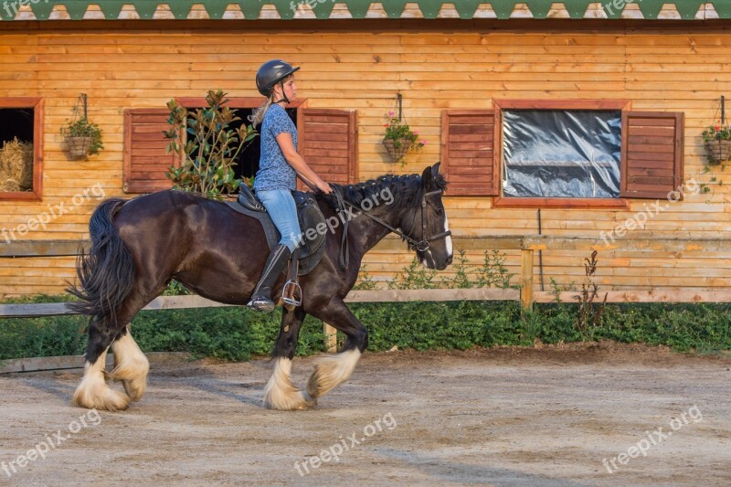 Horse Riding Horses Farm Riding Stallion