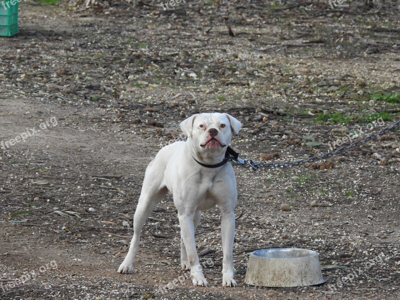 Bull Dog American Bull Dog Dog Angry Defense