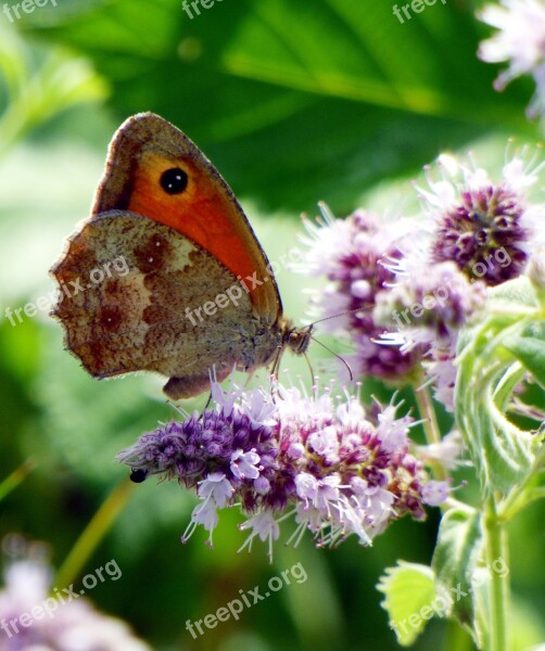 Butterfly Wings Alsace Brightly Colored Grass