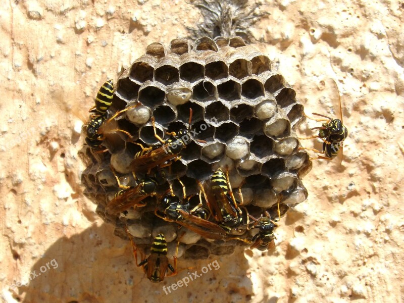 Wasps' Nest Wasps Plant Architecture Plant Geometry Cells