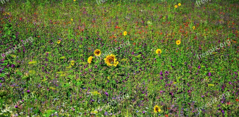 Flower Meadow Wildflowers Field Field Flowers Field Of Flowers