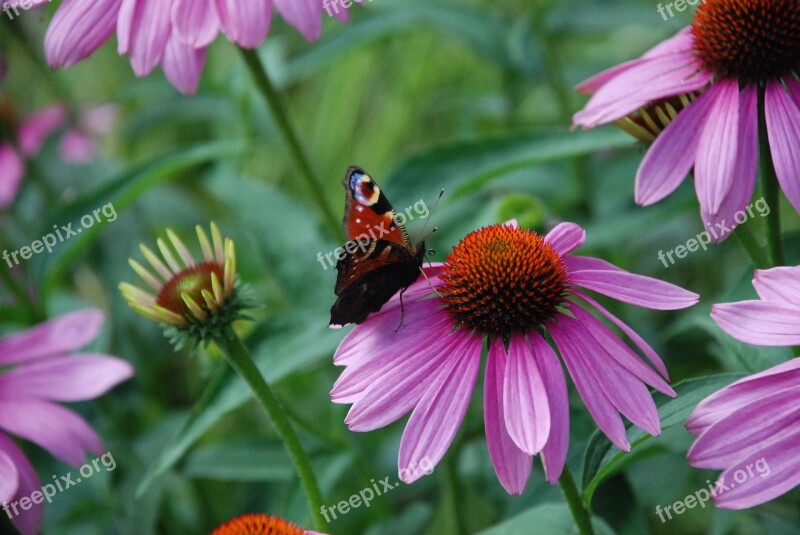 Butterfly Blossom Bloom Close Up Nature