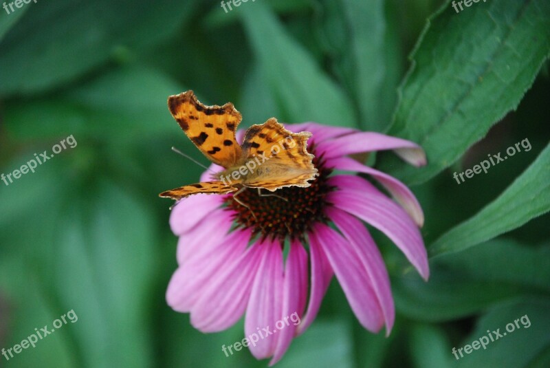 Butterfly Blossom Bloom Close Up Nature