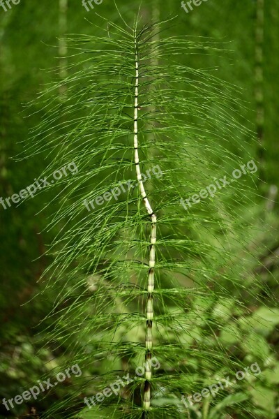 Horsetail Equisetum Giant Horsetail Green Forest