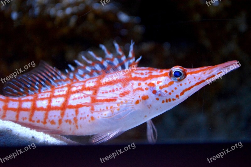 To Download Gombe Aquarium Saltwater Fish Fish Aquarium Fish