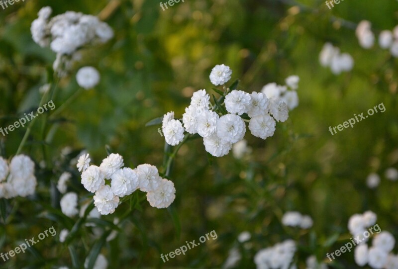 White Flowers Small Flowers Bush Green White