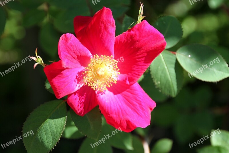 Stock Rose Red Blossom Bloom Flower