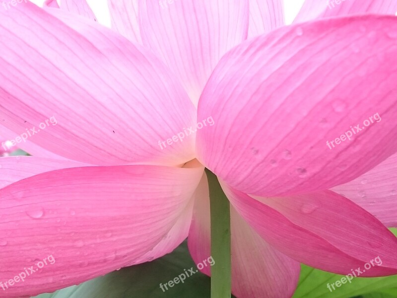 Flowers Lotus Back Free Photos