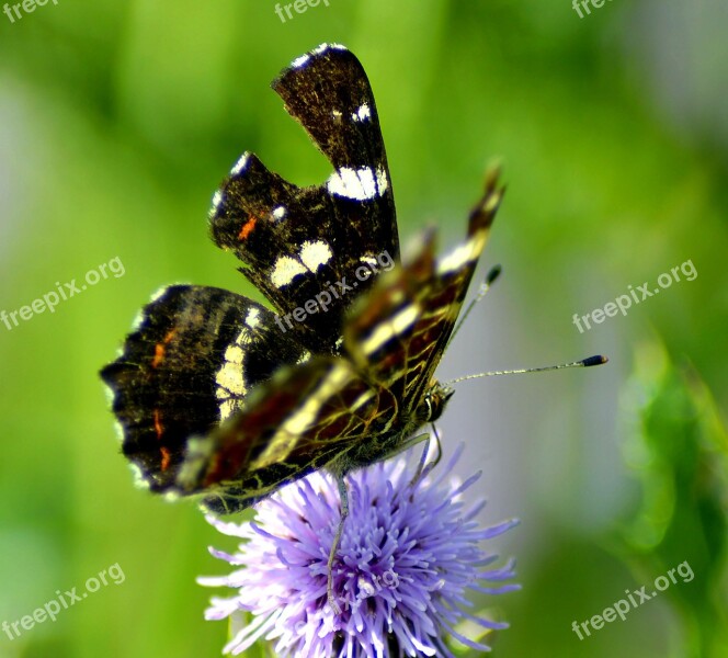 Butterfly Diestel Nature Summer Thistle Flower