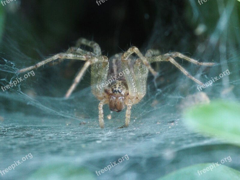 Spider Horror Nature Insect Web Cobweb