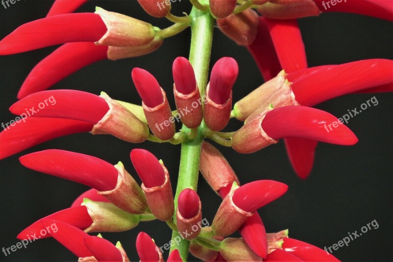 Flowers Red Buds Green Garden Free Photos