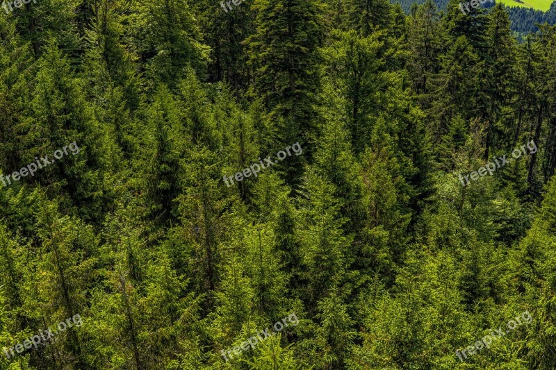 Forest Trees Nature Landscape Forests