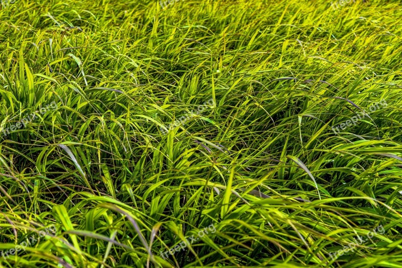 Grass Meadow Green Nature Grasses