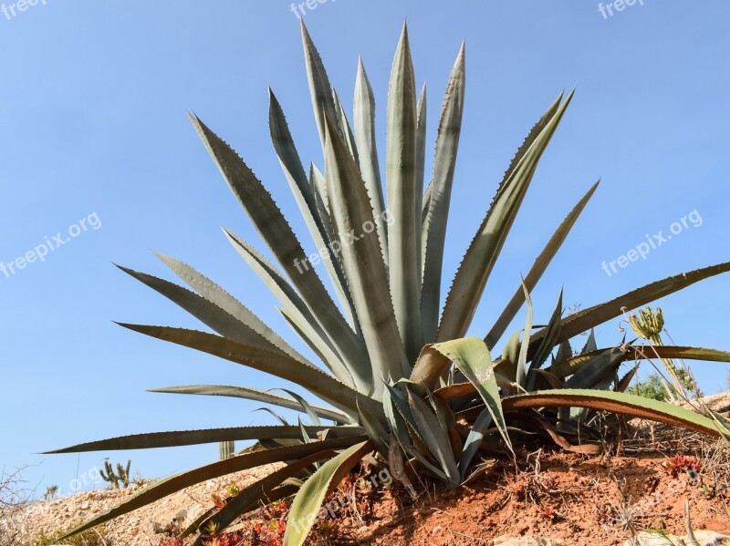 Aloe Vera Plant Cactus Leaf Nature