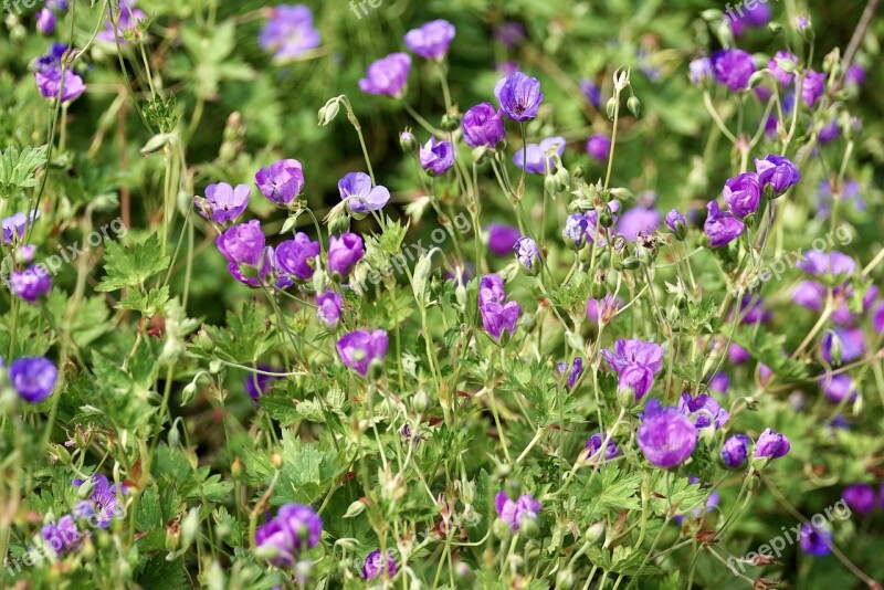 Cranesbill Blossom Bloom Flower Blue