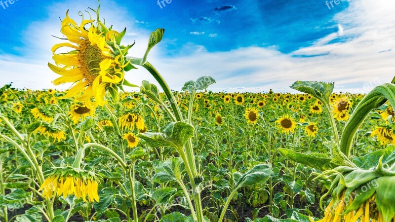 Field Sunflowers Nature Yellow Blue