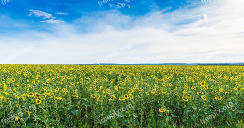 Field Sunflowers Nature Yellow Blue