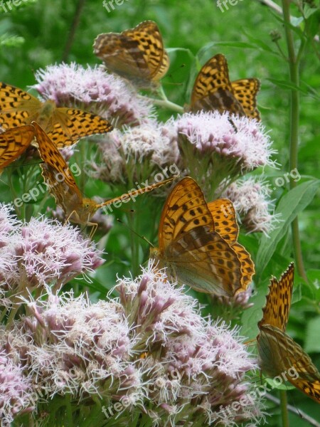 Butterfly Swarm Bright Pink Umbels Nature Fritillary