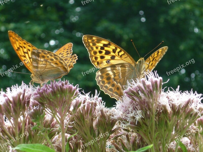 Fritillary Nature Butterfly Light Brown Days Butterfly