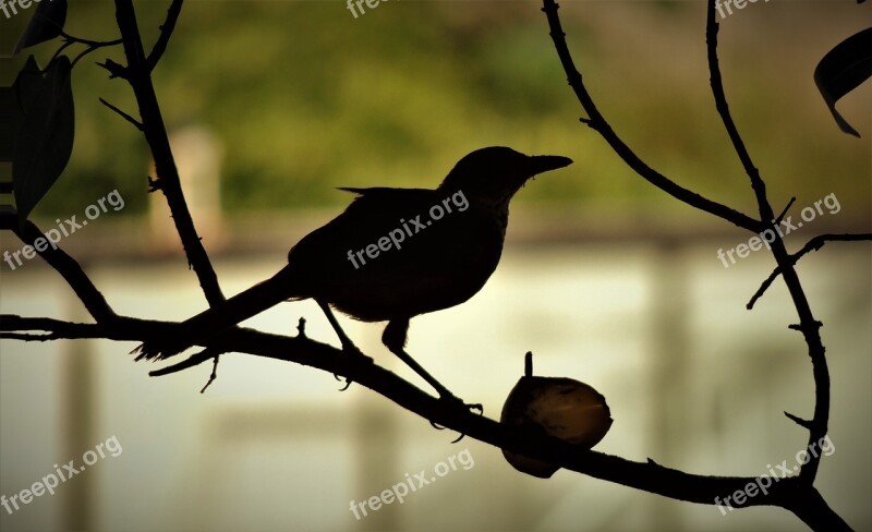 Bird Thrush On The Branch Creamy Orange Know Orange