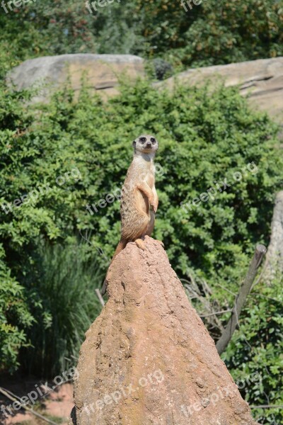 Animal Zoo Nature Animal Portrait Meerkat