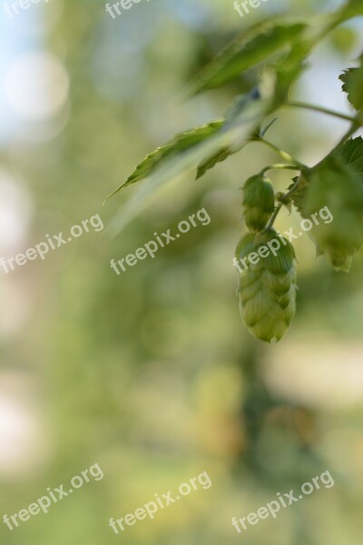 Hops Beer Green Bavaria Brew