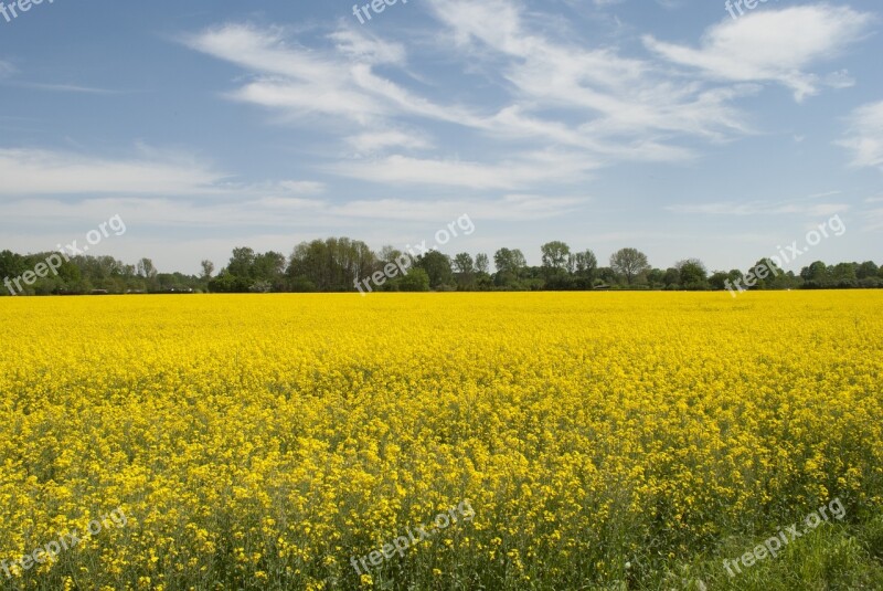 Nature Landscape Rapeseed Oil Field Of Rapeseeds Plant