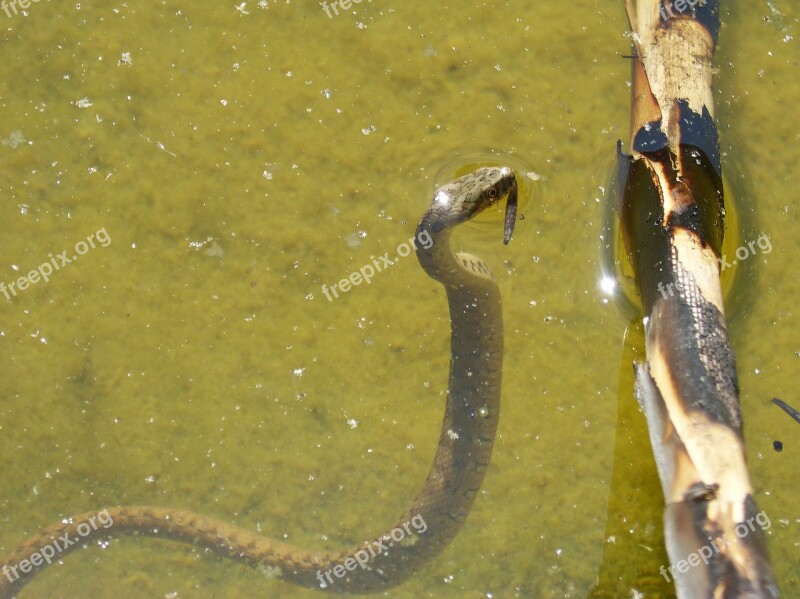 Pond Snake Cane Snake Aquatic Stalking