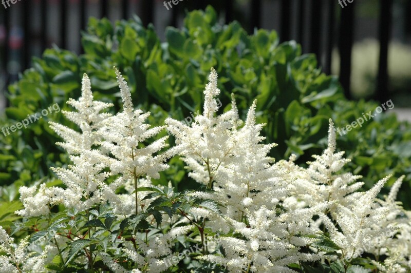 Garden Gardening Flowers Spirea Vanhoutte