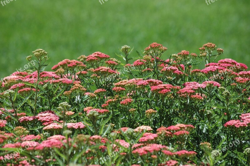 Nature Garden Landscape Lawn Green