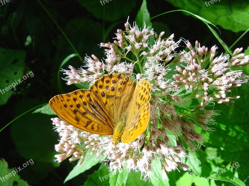 Fritillary Butterfly German Butterfly Nature Thistle