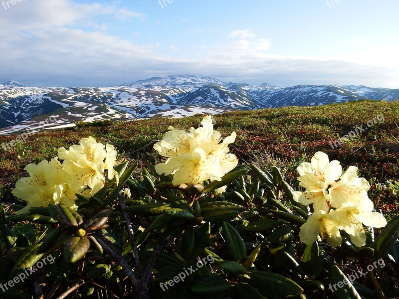 Rhododendrons Mountain Plateau Summer Mountains Landscape