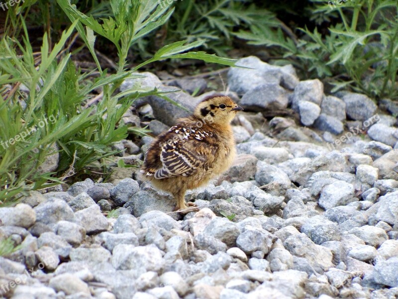 Partridge Chicks Road Meeting Chickens