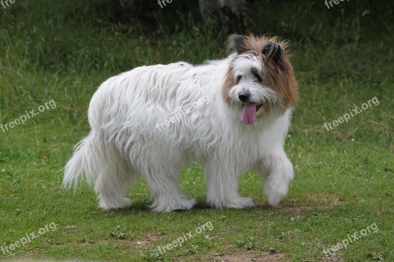 Dog Race White Dog Breed German Longhaired Pointer